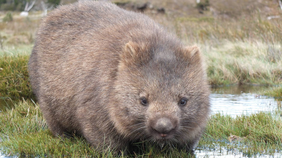 Join us in exploring Cradle Mountain National Park's beautiful walks, views, and history.