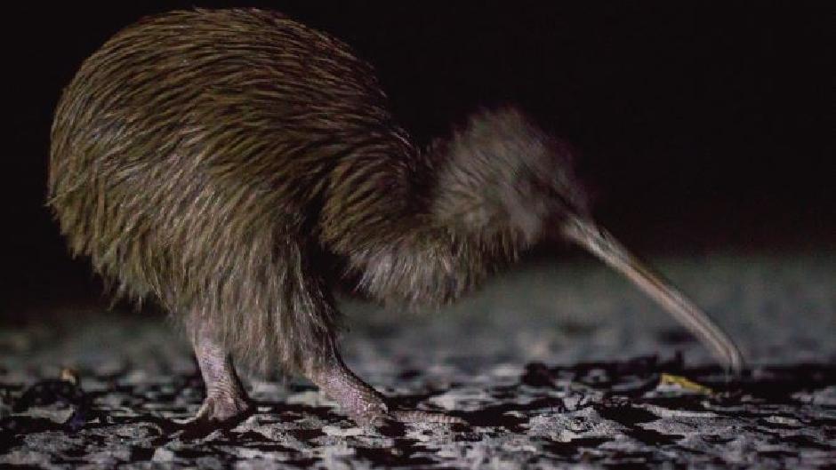 Enjoy an evening cruise followed by a two hour guided walk through coastal forest and sandy beaches with a chance to see the Southern brown kiwi (Rakiura Tokoeka) - often searching for food.