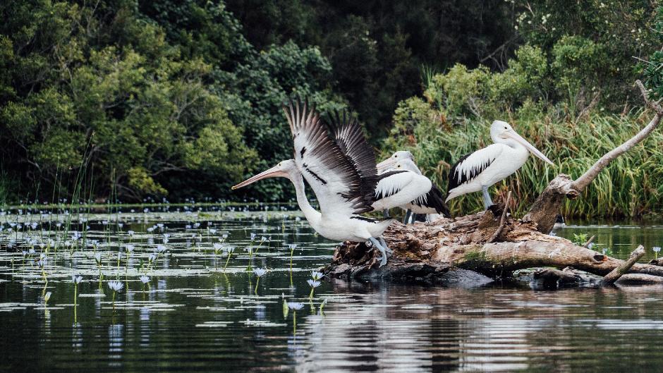 Enjoy a serene cruise through the “River of Mirrors” in Australia’s only Everglades system, the Noosa Everglades. Complimentary pick up from Noosa included.

