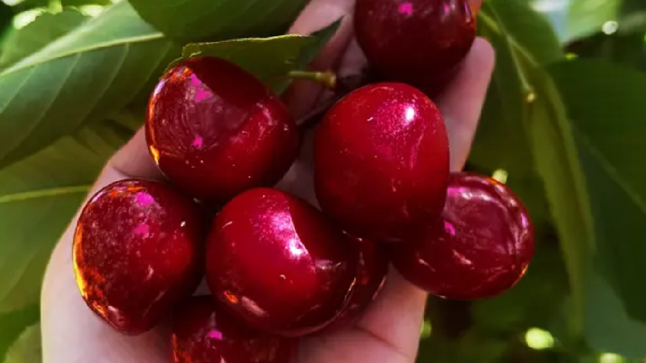 Pick your own cherries at the Cheeki Cherries environmentally friendly, low spray orchard! 