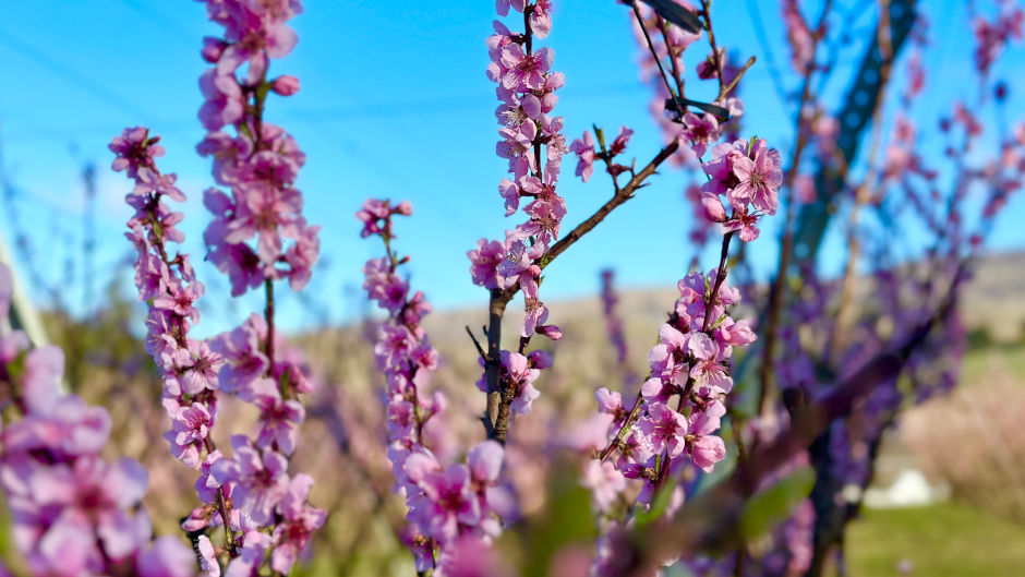 Channel your fruity side and get amongst Central Otago's tastiest, freshest Orchard tour out!