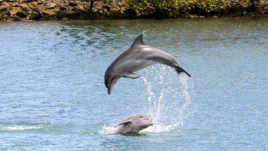 Discover one of Adelaide's most beautiful secret spots by Kayak on the Dolphin Sanctuary & Ships Graveyard Kayak Tour!