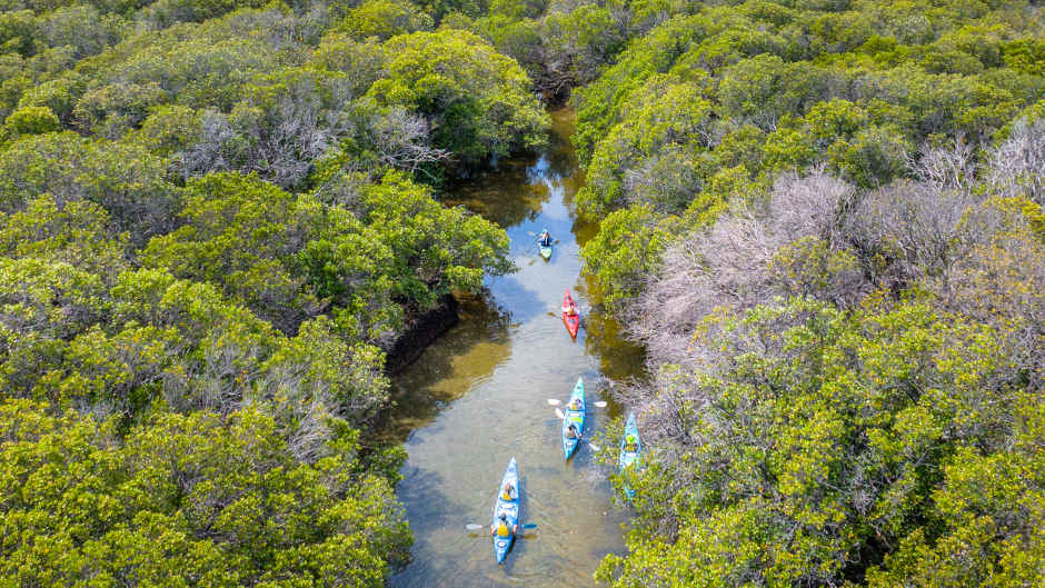 Dolphin Sanctuary Mangroves Tour