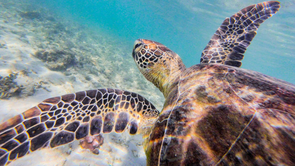 Visit Mission Beach's hidden gem - Dunk Island. Explore hiking trails, swim at secluded beaches, meet local wildlife (mainly birds) and take in all Dunk Island has to offer. 