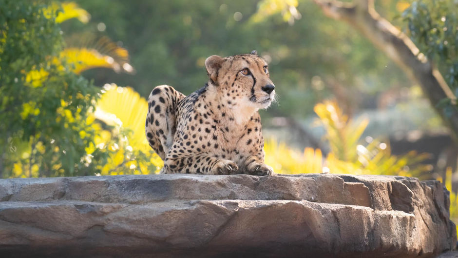 Visit Australia Zoo for an unforgettable experience for the entire family learning about Australia’s local wildlife, Steve Irwins legacy, interact with animals, enjoy thrilling shows and enjoy a special treat by visiting the renowned Wildlife Hospital!