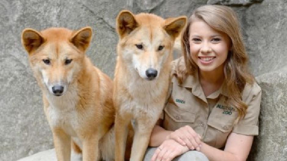 Join us at Australia Zoo for never-ending wildlife adventures, including a visit to the Crocoseum, koalas, and an afternoon of crocs live shows, all in a single tour with transfers!