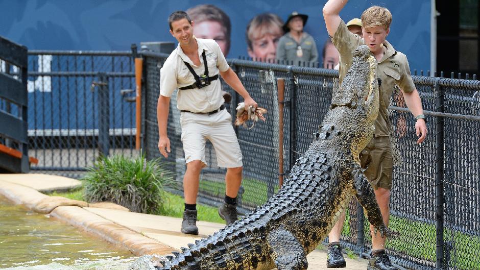 Join us at Australia Zoo for never-ending wildlife adventures, including a visit to the Crocoseum, koalas, and an afternoon of crocs live shows, all in a single tour with transfers!