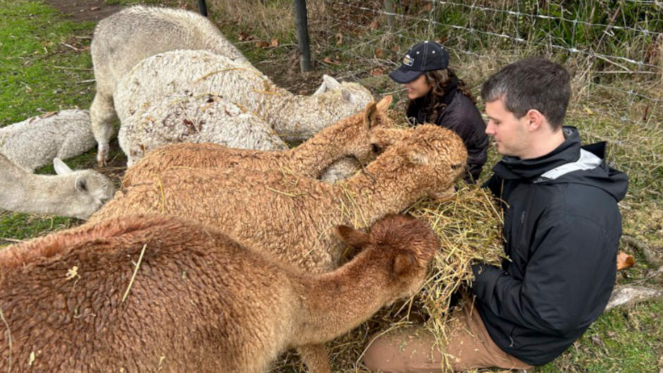 Experience this one-hour farm tour to meet and interact with the charming alpacas! 
