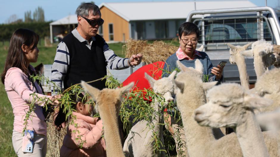 Experience this one-hour farm tour to meet and interact with the charming alpacas! 
