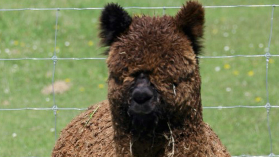 Experience this one-hour farm tour to meet and interact with the charming alpacas! 
