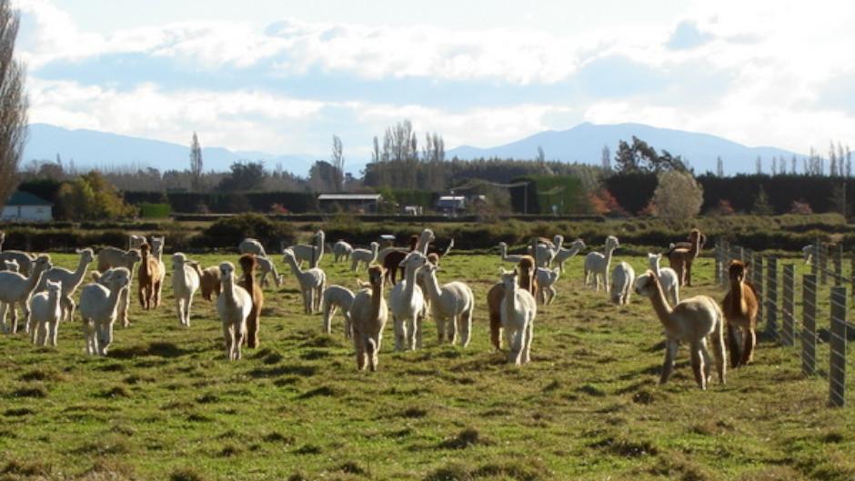 Experience this one-hour farm tour to meet and interact with the charming alpacas! 
