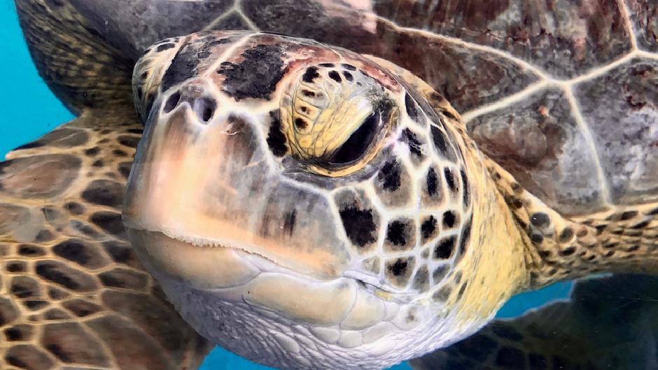 Experience an eco-friendly Swim with Turtles Tour near Gold Coast and Tweed heads for a thrilling day with marine life and nature!