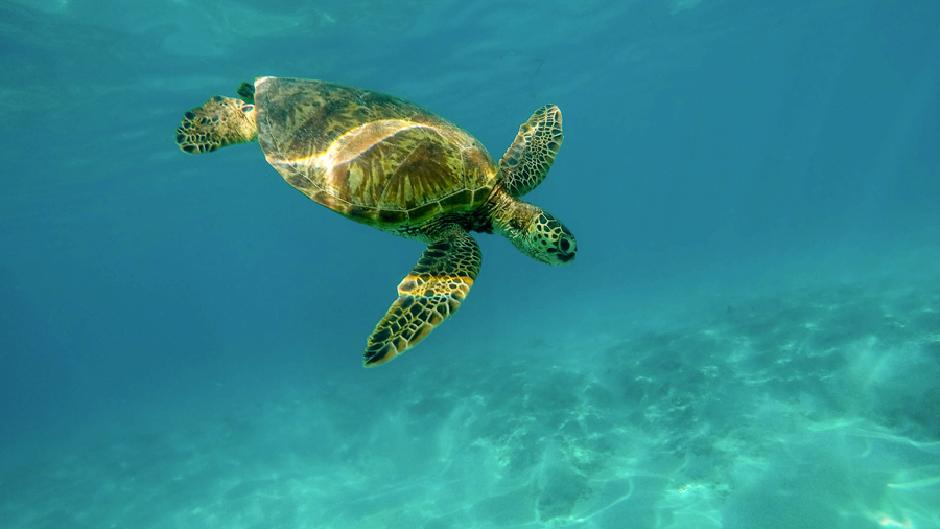 Experience an eco-friendly Swim with Turtles Tour near Gold Coast and Tweed heads for a thrilling day with marine life and nature!