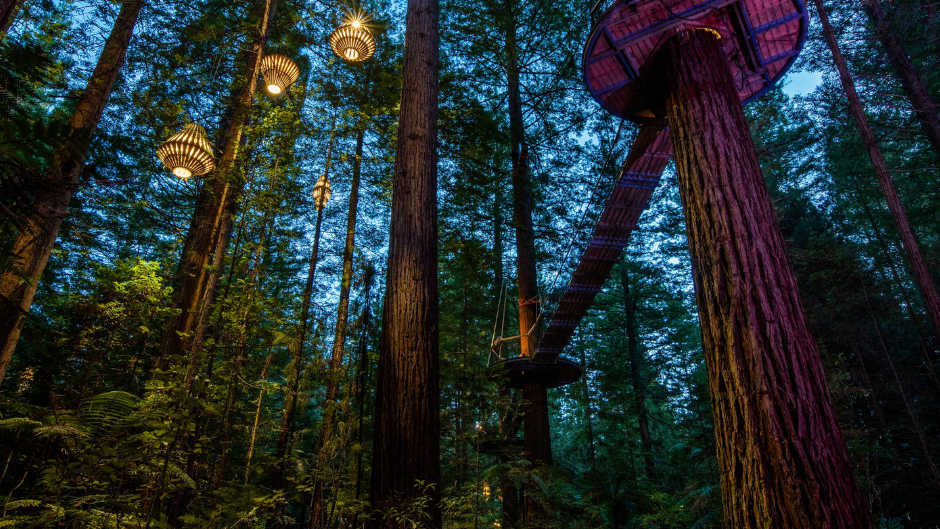 Discover the beauty and wonder of the Redwoods Nightlights™