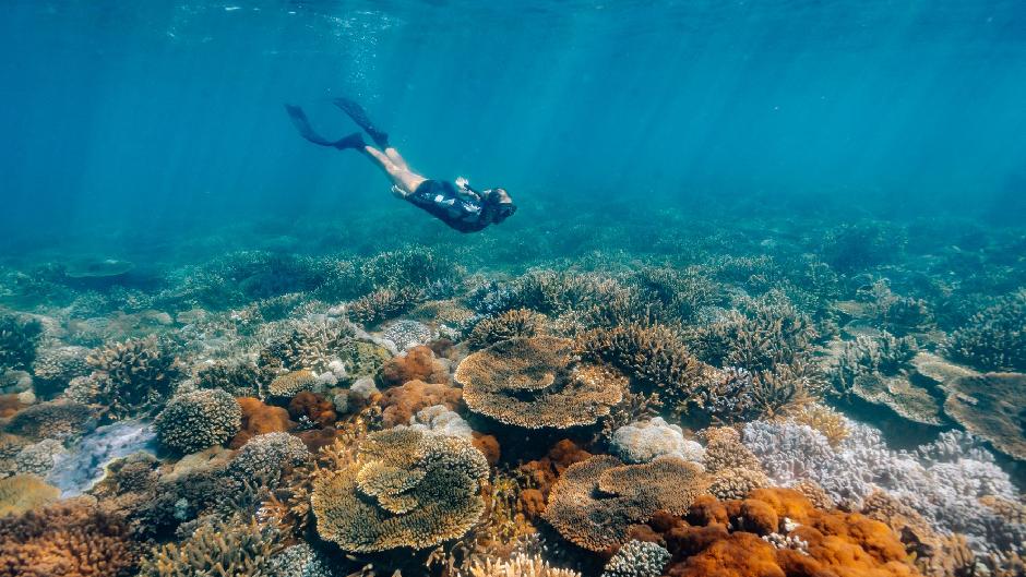 Set sail on an epic day cruise & snorkel adventure to the Keppel Islands o n the Great Barrier Reef!!