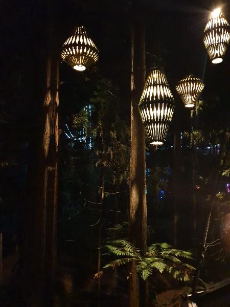 Redwoods by night 