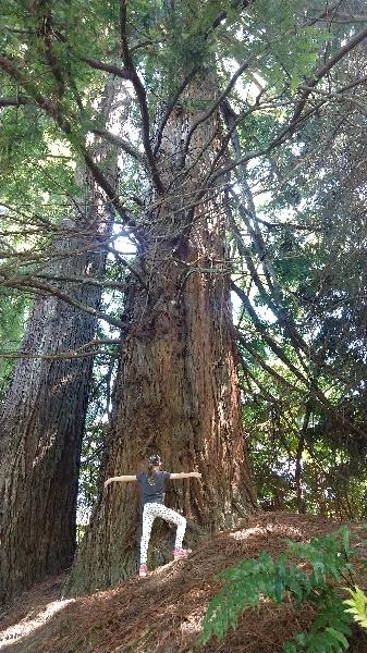 Redwood walk without the crowds