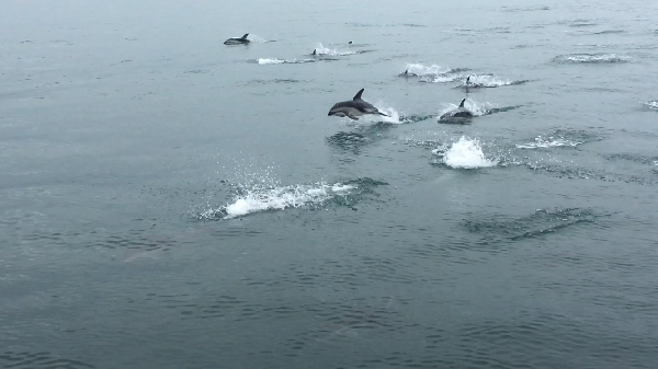 Amazing trip with dolphins!