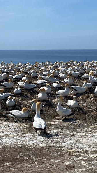 Fantastic tour guide & beautiful gannets!