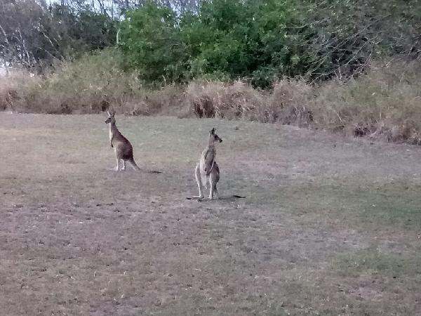 The Kangaroos just off the porch where we were sitting