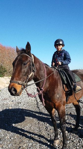 Horse trekking fun