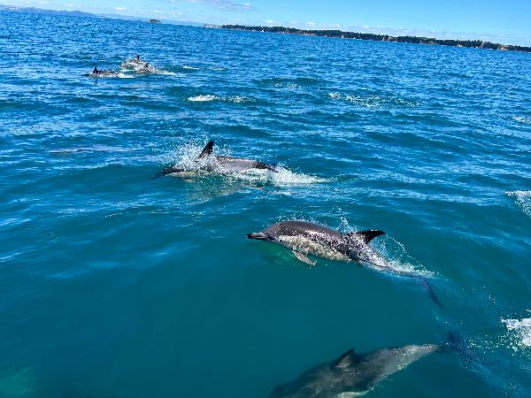 Amazing Dolphin Day