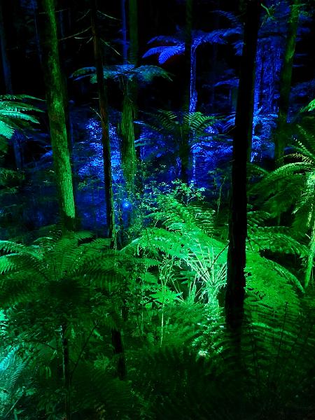 Nightlights in the Redwood Forest
