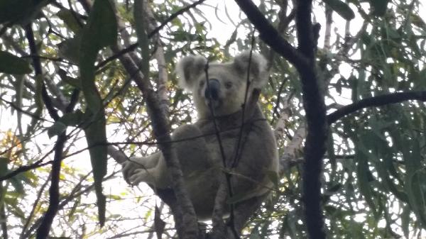 Cute koala in Magnetic Island