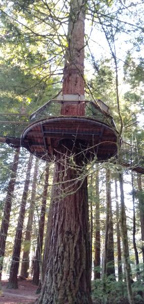 Redwood Forest Tree Top walk