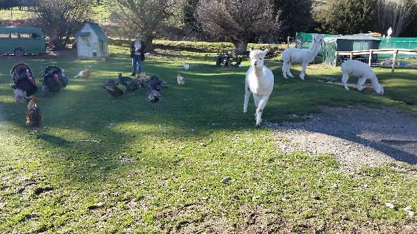 Best farm animal experience in NZ!