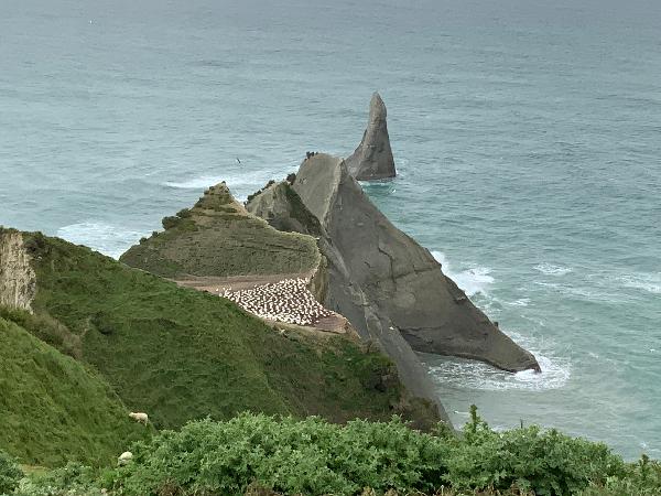 Cape kidnapper trip