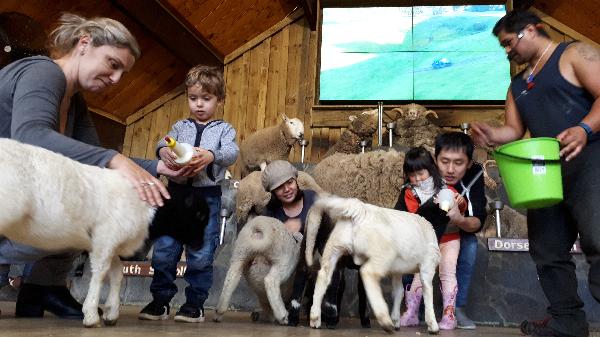Feeding the lambs