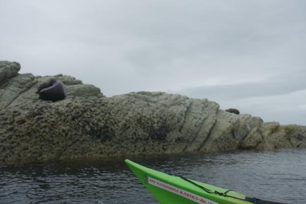 Kaikoura kayak experience