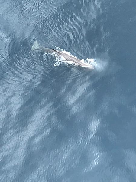 Sperm whale, as seen from the plane!