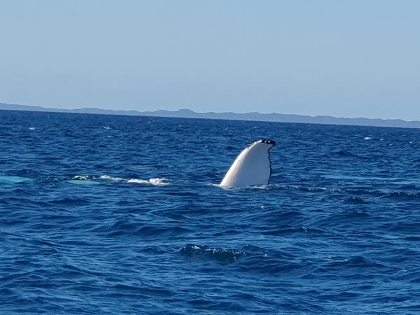 Tolle whale watching tour
