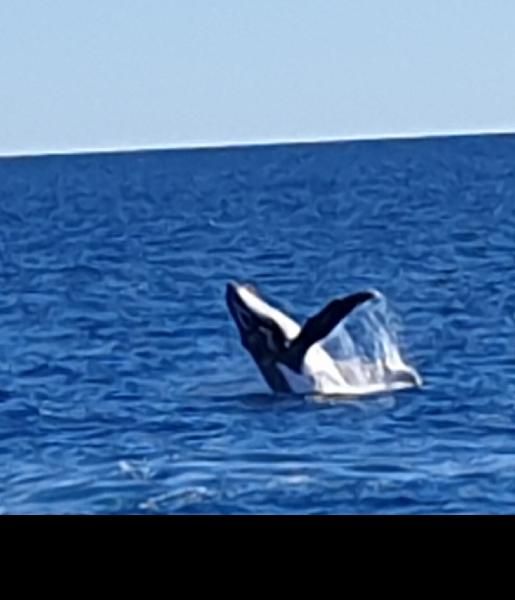 Wonderful day out watching the whales 