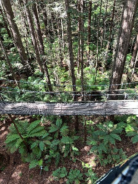 Fantastic Tree Walk 