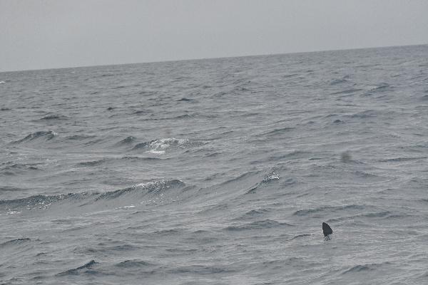 Dolphin  Spotting