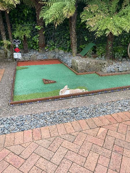 Quirked mini golf 