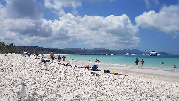 Snorkelling and Whitehaven Beach