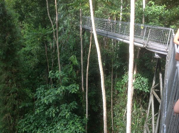 The Canopy Walk high over the forest