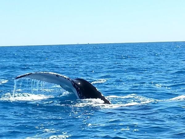 Excellent 3 Hour Whale Watching Tour, Hervey Bay