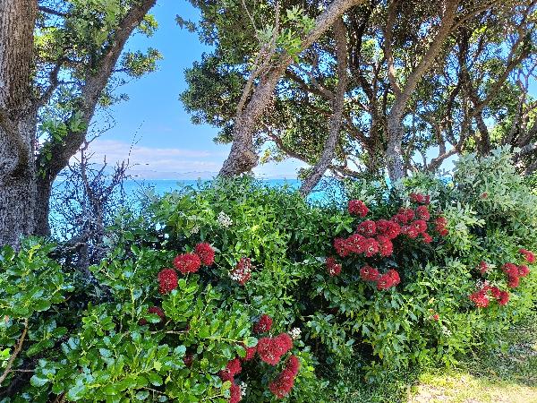 Kapiti Island Nature Tours 1/2 Day Experience 