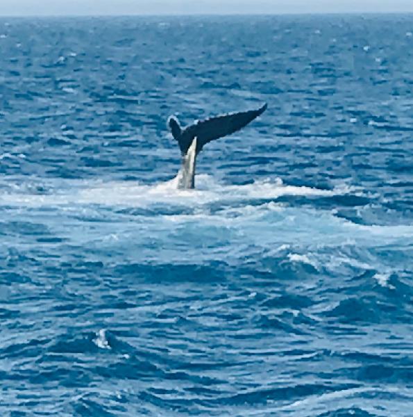Whale Watching a Must-Do in Hervey Bay