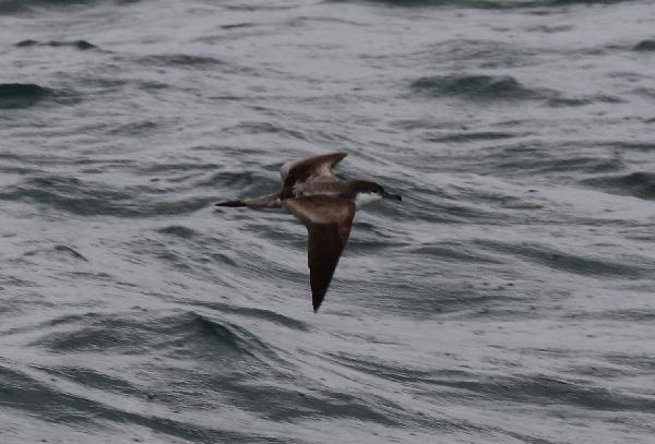 Buller's Shearwater