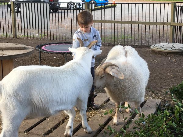 patting the goats