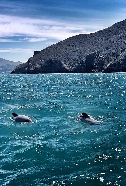 Great tour-Highlight was seeing Hector Dolphins!!!