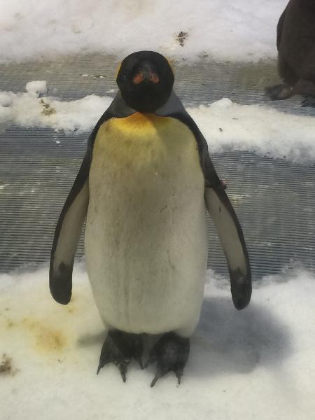 Cutest penguins 