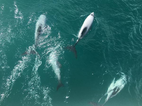 Akaroa - Harbour Nature Cruise - Black Cat Cruises - Epic deals and ...