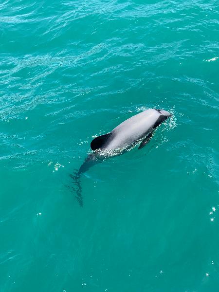 Best wildlife trip in Akaroa